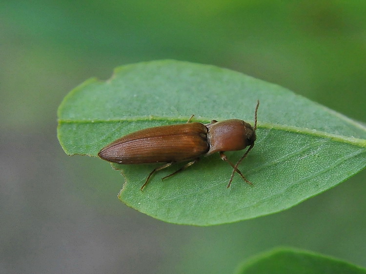 Athous sp. ? No, Agriotes litigiosus